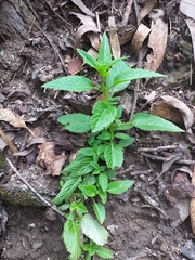Alonsoa meridionalis