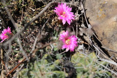 Mammillaria melanocentra melanocentra