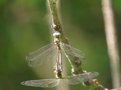 Micromidia atrifrons