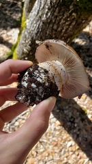 Cortinarius lilacinocolossus
