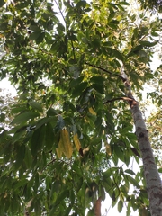 Magnolia baillonii
