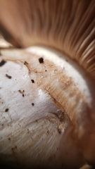 Cortinarius lilacinocolossus