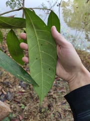 Magnolia baillonii