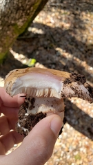 Cortinarius lilacinocolossus