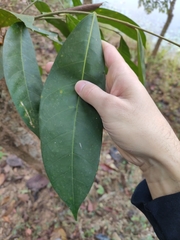 Magnolia baillonii