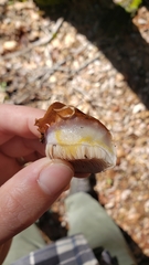 Cortinarius lilacinocolossus