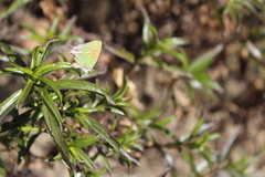 Callophrys xami texami