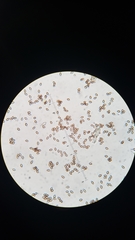 Cortinarius lilacinocolossus