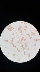 Cortinarius lilacinocolossus