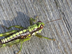 Booneacris glacialis