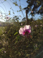 Malva subovata