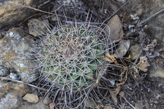 Mammillaria melanocentra melanocentra