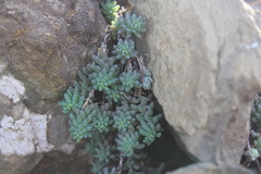 Sedum potosinum