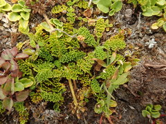 Chaerophyllum colensoi