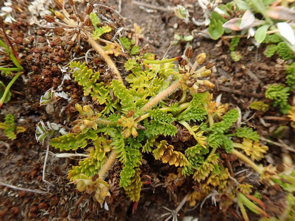 Mountain Myrrh