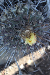 Thelocactus rinconensis rinconensis