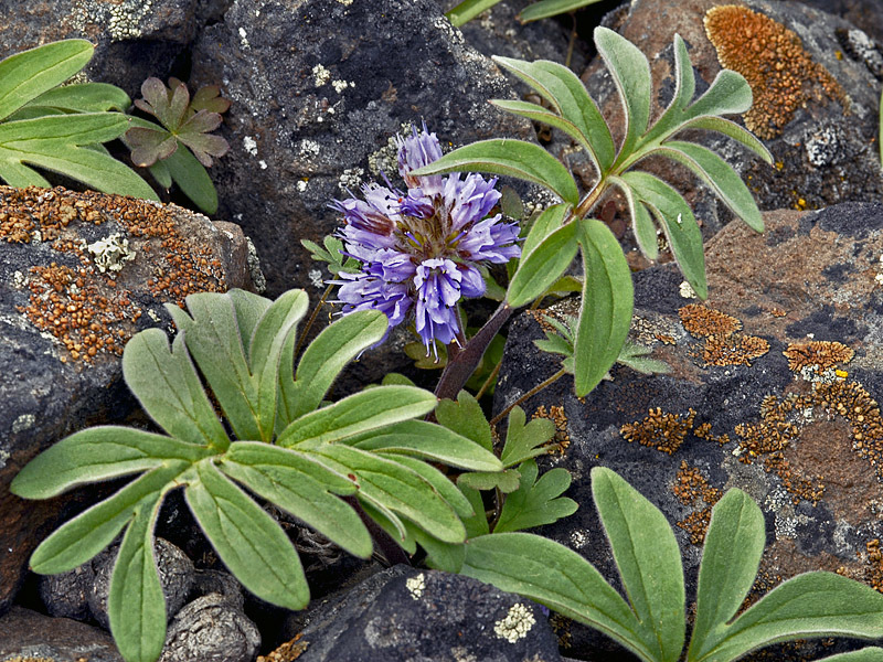 Hydrophyllum capitatum
