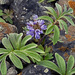 Hydrophyllum capitatum - Photo (c) Richard Droker, μερικά δικαιώματα διατηρούνται (CC BY-NC-ND)