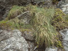 Festuca coxii