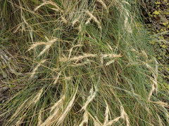 Festuca coxii