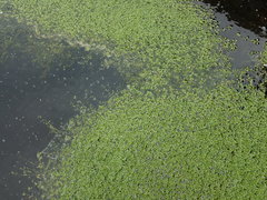 Callitriche chathamensis