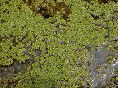 Callitriche chathamensis