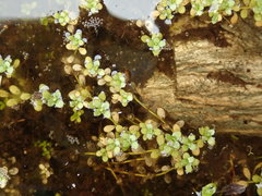 Callitriche chathamensis