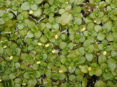 Callitriche chathamensis