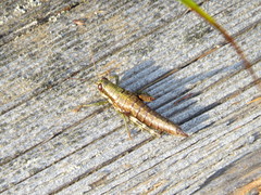 Booneacris glacialis