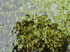Callitriche chathamensis