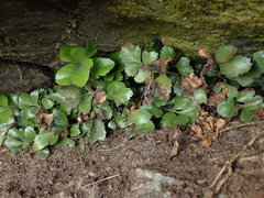 Asplenium pauperequitum