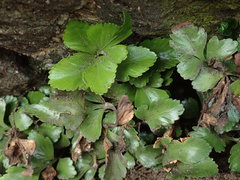 Asplenium pauperequitum