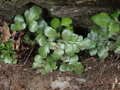 Asplenium pauperequitum
