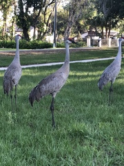 Grus canadensis image