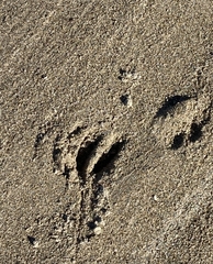 Cervus nippon taiouanus