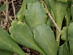 Lepidium oligodontum