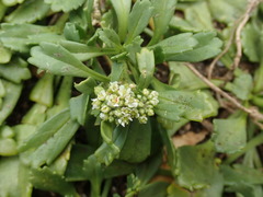 Lepidium oligodontum