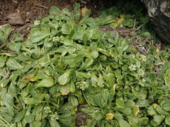 Lepidium oligodontum