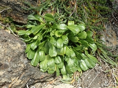 Lepidium oligodontum