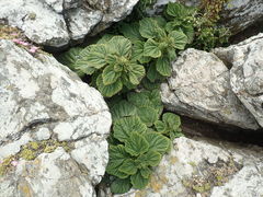 Urtica australis