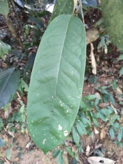 Magnolia figo