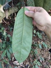 Magnolia figo