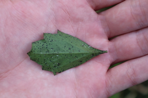 Baccharis glomeruliflora image