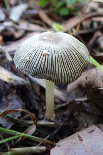 Punjabia pakistanica · iNaturalist