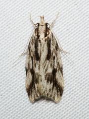 Barea sphaeridias