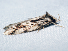 Barea sphaeridias