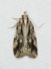 Barea sphaeridias