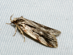 Barea sphaeridias