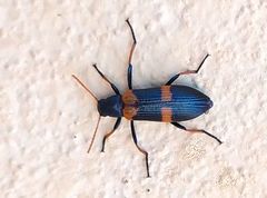 Strongylium decoratum