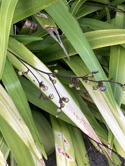 Dianella sandwicensis